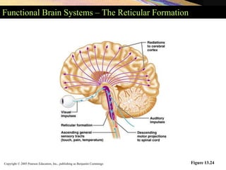 Copyright © 2005 Pearson Education, Inc., publishing as Benjamin Cummings
Functional Brain Systems – The Reticular Formation
Figure 13.24
 