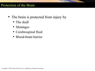 Copyright © 2005 Pearson Education, Inc., publishing as Benjamin Cummings
Protection of the Brain
• The brain is protected from injury by
• The skull
• Meninges
• Cerebrospinal fluid
• Blood-brain barrier
 