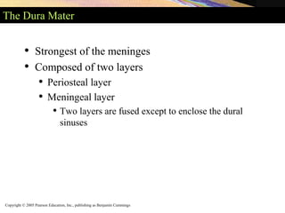 Copyright © 2005 Pearson Education, Inc., publishing as Benjamin Cummings
The Dura Mater
• Strongest of the meninges
• Composed of two layers
• Periosteal layer
• Meningeal layer
• Two layers are fused except to enclose the dural
sinuses
 