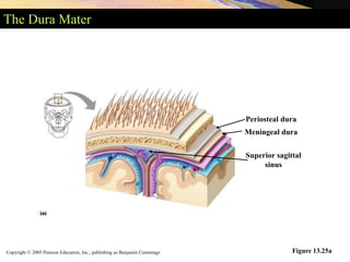 Copyright © 2005 Pearson Education, Inc., publishing as Benjamin Cummings
The Dura Mater
Figure 13.25a
Periosteal dura
Meningeal dura
Superior sagittal
sinus
 