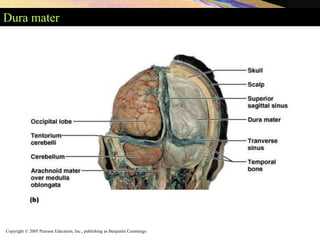 Copyright © 2005 Pearson Education, Inc., publishing as Benjamin Cummings
Dura mater
 