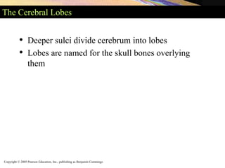 Copyright © 2005 Pearson Education, Inc., publishing as Benjamin Cummings
The Cerebral Lobes
• Deeper sulci divide cerebrum into lobes
• Lobes are named for the skull bones overlying
them
 