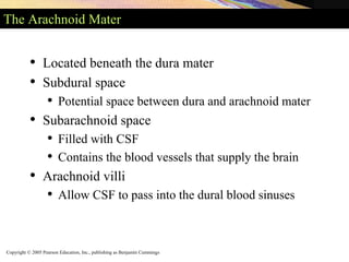 Copyright © 2005 Pearson Education, Inc., publishing as Benjamin Cummings
The Arachnoid Mater
• Located beneath the dura mater
• Subdural space
• Potential space between dura and arachnoid mater
• Subarachnoid space
• Filled with CSF
• Contains the blood vessels that supply the brain
• Arachnoid villi
• Allow CSF to pass into the dural blood sinuses
 