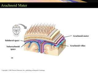 Copyright © 2005 Pearson Education, Inc., publishing as Benjamin Cummings
Arachnoid Mater
Arachnoid mater
Arachnoid villus
Subdural space
Subarachnoid
space
 