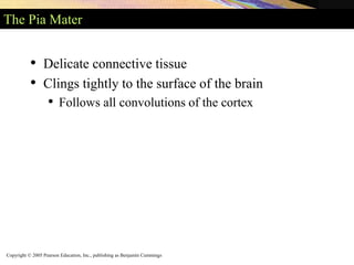 Copyright © 2005 Pearson Education, Inc., publishing as Benjamin Cummings
The Pia Mater
• Delicate connective tissue
• Clings tightly to the surface of the brain
• Follows all convolutions of the cortex
 