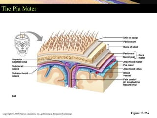 Copyright © 2005 Pearson Education, Inc., publishing as Benjamin Cummings
The Pia Mater
Figure 13.25a
 