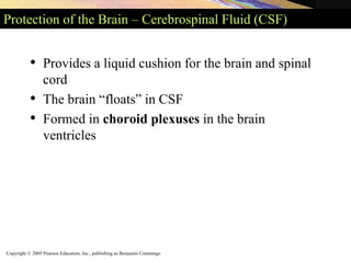 Copyright © 2005 Pearson Education, Inc., publishing as Benjamin Cummings
Protection of the Brain – Cerebrospinal Fluid (CSF)
• Provides a liquid cushion for the brain and spinal
cord
• The brain “floats” in CSF
• Formed in choroid plexuses in the brain
ventricles
 