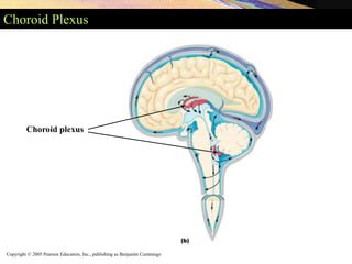 Copyright © 2005 Pearson Education, Inc., publishing as Benjamin Cummings
Choroid Plexus
Choroid plexus
 