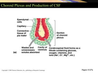 Copyright © 2005 Pearson Education, Inc., publishing as Benjamin Cummings
Choroid Plexus and Production of CSF
Figure 13.27a
 