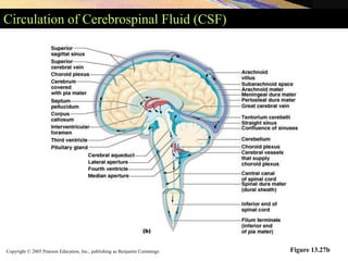 Copyright © 2005 Pearson Education, Inc., publishing as Benjamin Cummings
Circulation of Cerebrospinal Fluid (CSF)
Figure 13.27b
 