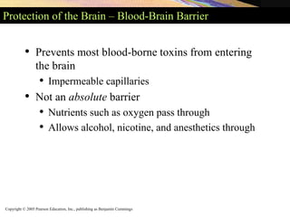 Copyright © 2005 Pearson Education, Inc., publishing as Benjamin Cummings
Protection of the Brain – Blood-Brain Barrier
• Prevents most blood-borne toxins from entering
the brain
• Impermeable capillaries
• Not an absolute barrier
• Nutrients such as oxygen pass through
• Allows alcohol, nicotine, and anesthetics through
 