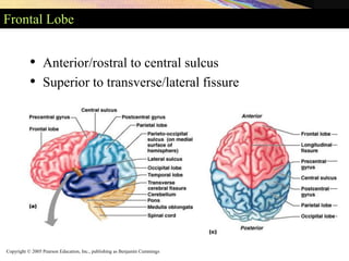 Copyright © 2005 Pearson Education, Inc., publishing as Benjamin Cummings
Frontal Lobe
• Anterior/rostral to central sulcus
• Superior to transverse/lateral fissure
 