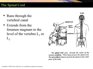 Copyright © 2005 Pearson Education, Inc., publishing as Benjamin Cummings
The Spinal Cord
• Runs through the
vertebral canal
• Extends from the
foramen magnum to the
level of the vertebra L1 or
L2
 