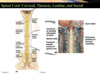 Copyright © 2005 Pearson Education, Inc., publishing as Benjamin Cummings
Spinal Cord: Cervical, Thoracic, Lumbar, and Sacral
 