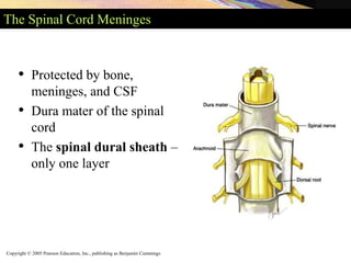Copyright © 2005 Pearson Education, Inc., publishing as Benjamin Cummings
The Spinal Cord Meninges
• Protected by bone,
meninges, and CSF
• Dura mater of the spinal
cord
• The spinal dural sheath –
only one layer
 