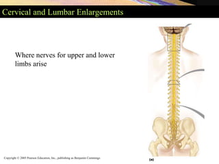 Copyright © 2005 Pearson Education, Inc., publishing as Benjamin Cummings
Cervical and Lumbar Enlargements
Where nerves for upper and lower
limbs arise
 