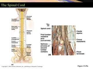 Copyright © 2005 Pearson Education, Inc., publishing as Benjamin Cummings
The Spinal Cord
Figure 13.29a
 
