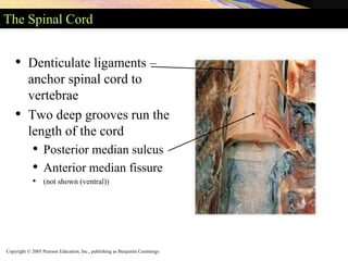 Copyright © 2005 Pearson Education, Inc., publishing as Benjamin Cummings
The Spinal Cord
• Denticulate ligaments –
anchor spinal cord to
vertebrae
• Two deep grooves run the
length of the cord
• Posterior median sulcus
• Anterior median fissure
• (not shown (ventral))
 