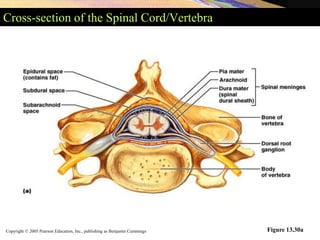 Copyright © 2005 Pearson Education, Inc., publishing as Benjamin Cummings
Cross-section of the Spinal Cord/Vertebra
Figure 13.30a
 