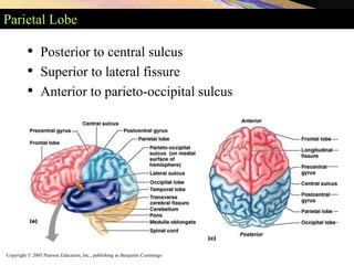 Copyright © 2005 Pearson Education, Inc., publishing as Benjamin Cummings
Parietal Lobe
• Posterior to central sulcus
• Superior to lateral fissure
• Anterior to parieto-occipital sulcus
 