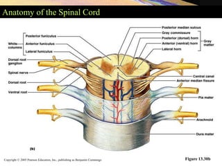 Copyright © 2005 Pearson Education, Inc., publishing as Benjamin Cummings
Anatomy of the Spinal Cord
Figure 13.30b
 