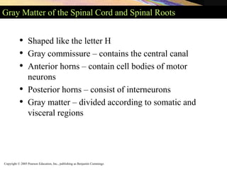 Copyright © 2005 Pearson Education, Inc., publishing as Benjamin Cummings
Gray Matter of the Spinal Cord and Spinal Roots
• Shaped like the letter H
• Gray commissure – contains the central canal
• Anterior horns – contain cell bodies of motor
neurons
• Posterior horns – consist of interneurons
• Gray matter – divided according to somatic and
visceral regions
 