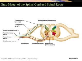 Copyright © 2005 Pearson Education, Inc., publishing as Benjamin Cummings
Gray Matter of the Spinal Cord and Spinal Roots
Figure 13.32
 