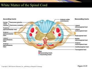 Copyright © 2005 Pearson Education, Inc., publishing as Benjamin Cummings
White Matter of the Spinal Cord
Figure 13.33
 