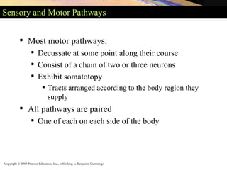 Copyright © 2005 Pearson Education, Inc., publishing as Benjamin Cummings
Sensory and Motor Pathways
• Most motor pathways:
• Decussate at some point along their course
• Consist of a chain of two or three neurons
• Exhibit somatotopy
• Tracts arranged according to the body region they
supply
• All pathways are paired
• One of each on each side of the body
 