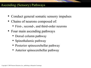 Copyright © 2005 Pearson Education, Inc., publishing as Benjamin Cummings
Ascending (Sensory) Pathways
• Conduct general somatic sensory impulses
• Chains of neurons composed of:
• First-, second-, and third-order neurons
• Four main ascending pathways
• Dorsal column pathway
• Spinothalamic pathway
• Posterior spinocerebellar pathway
• Anterior spinocerebellar pathway
 