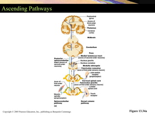 Copyright © 2005 Pearson Education, Inc., publishing as Benjamin Cummings
Ascending Pathways
Figure 13.34a
 