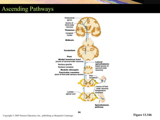 Copyright © 2005 Pearson Education, Inc., publishing as Benjamin Cummings
Ascending Pathways
Figure 13.34b
 