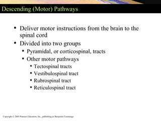 Copyright © 2005 Pearson Education, Inc., publishing as Benjamin Cummings
Descending (Motor) Pathways
• Deliver motor instructions from the brain to the
spinal cord
• Divided into two groups
• Pyramidal, or corticospinal, tracts
• Other motor pathways
• Tectospinal tracts
• Vestibulospinal tract
• Rubrospinal tract
• Reticulospinal tract
 