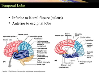 Copyright © 2005 Pearson Education, Inc., publishing as Benjamin Cummings
Temporal Lobe
• Inferior to lateral fissure (sulcus)
• Anterior to occipital lobe
 