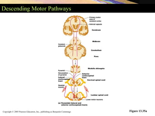 Copyright © 2005 Pearson Education, Inc., publishing as Benjamin Cummings
Descending Motor Pathways
Figure 13.35a
 