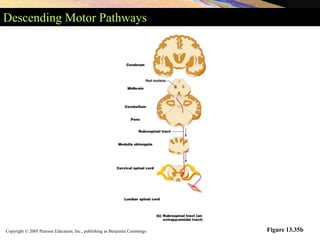 Copyright © 2005 Pearson Education, Inc., publishing as Benjamin Cummings
Descending Motor Pathways
Figure 13.35b
 