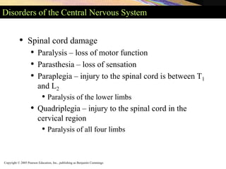 Copyright © 2005 Pearson Education, Inc., publishing as Benjamin Cummings
Disorders of the Central Nervous System
• Spinal cord damage
• Paralysis – loss of motor function
• Parasthesia – loss of sensation
• Paraplegia – injury to the spinal cord is between T1
and L2
• Paralysis of the lower limbs
• Quadriplegia – injury to the spinal cord in the
cervical region
• Paralysis of all four limbs
 
