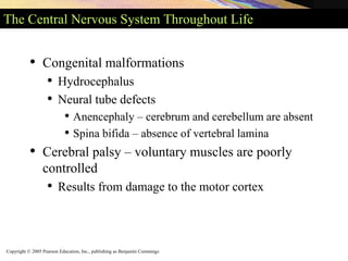Copyright © 2005 Pearson Education, Inc., publishing as Benjamin Cummings
The Central Nervous System Throughout Life
• Congenital malformations
• Hydrocephalus
• Neural tube defects
• Anencephaly – cerebrum and cerebellum are absent
• Spina bifida – absence of vertebral lamina
• Cerebral palsy – voluntary muscles are poorly
controlled
• Results from damage to the motor cortex
 