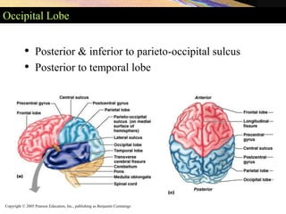 Copyright © 2005 Pearson Education, Inc., publishing as Benjamin Cummings
Occipital Lobe
• Posterior & inferior to parieto-occipital sulcus
• Posterior to temporal lobe
 