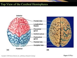 Copyright © 2005 Pearson Education, Inc., publishing as Benjamin Cummings
Top View of the Cerebral Hemispheres
Figure 13.7b, c
 