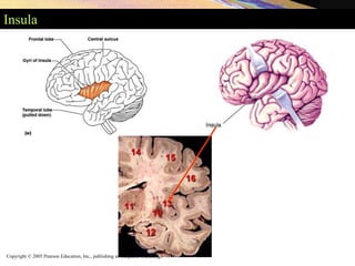 Copyright © 2005 Pearson Education, Inc., publishing as Benjamin Cummings
Insula
 