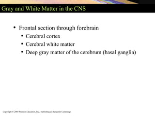 Copyright © 2005 Pearson Education, Inc., publishing as Benjamin Cummings
Gray and White Matter in the CNS
• Frontal section through forebrain
• Cerebral cortex
• Cerebral white matter
• Deep gray matter of the cerebrum (basal ganglia)
 