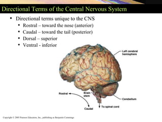 Copyright © 2005 Pearson Education, Inc., publishing as Benjamin Cummings
Directional Terms of the Central Nervous System
• Directional terms unique to the CNS
• Rostral – toward the nose (anterior)
• Caudal – toward the tail (posterior)
• Dorsal – superior
• Ventral - inferior
 