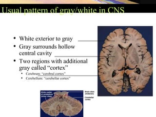 Usual pattern of gray/white in CNS
• White exterior to gray
• Gray surrounds hollow
central cavity
• Two regions with additional
gray called “cortex”
• Cerebrum: “cerebral cortex”
• Cerebellum: “cerebellar cortex”
_________________
____________________________
_____________________________
 