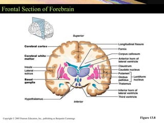 Copyright © 2005 Pearson Education, Inc., publishing as Benjamin Cummings
Frontal Section of Forebrain
Figure 13.8
 