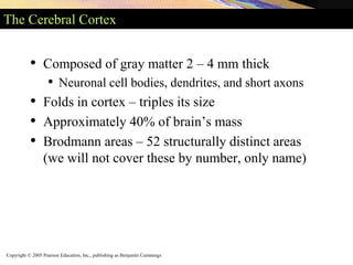 Copyright © 2005 Pearson Education, Inc., publishing as Benjamin Cummings
The Cerebral Cortex
• Composed of gray matter 2 – 4 mm thick
• Neuronal cell bodies, dendrites, and short axons
• Folds in cortex – triples its size
• Approximately 40% of brain’s mass
• Brodmann areas – 52 structurally distinct areas
(we will not cover these by number, only name)
 
