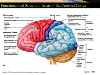 Copyright © 2005 Pearson Education, Inc., publishing as Benjamin Cummings
Functional and Structural Areas of the Cerebral Cortex
Figure 13.11a
 