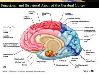 Copyright © 2005 Pearson Education, Inc., publishing as Benjamin Cummings
Functional and Structural Areas of the Cerebral Cortex
Figure 13.11b
 