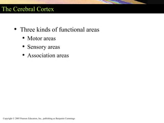 Copyright © 2005 Pearson Education, Inc., publishing as Benjamin Cummings
The Cerebral Cortex
• Three kinds of functional areas
• Motor areas
• Sensory areas
• Association areas
 