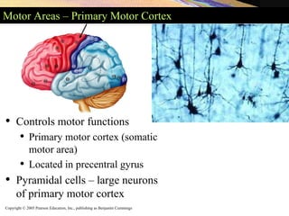 Copyright © 2005 Pearson Education, Inc., publishing as Benjamin Cummings
Motor Areas – Primary Motor Cortex
• Controls motor functions
• Primary motor cortex (somatic
motor area)
• Located in precentral gyrus
• Pyramidal cells – large neurons
of primary motor cortex
 